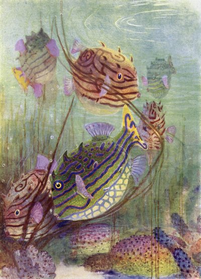 Der Kofferfisch der Korallenmeere von Henry Charles Seppings Wright