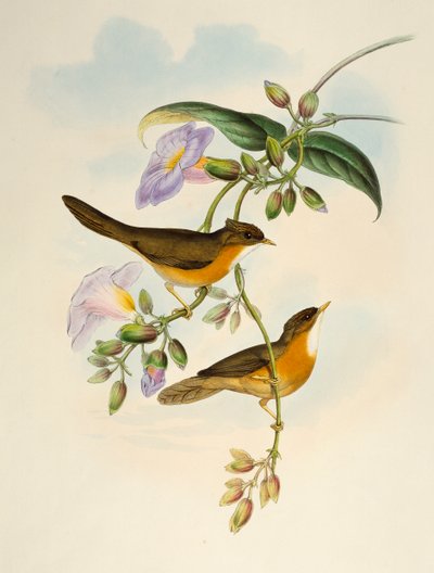 Rotbauch-Babbler (Dumetia hyperythra), Lithographie aus Birds of Asia von Henry Constantine Richter