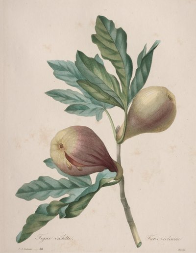 Auswahl der schönsten Blumen...schönsten Früchte: Violette Feige von Henry Joseph Redouté