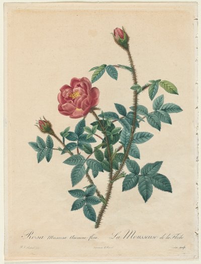 Moosrose von Henry Joseph Redouté