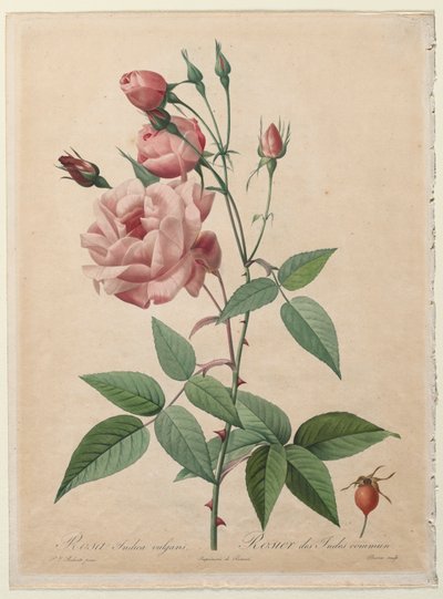 Die Rosen: China- oder Bengal-Rose von Henry Joseph Redouté