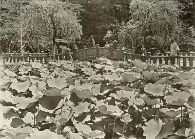 Ein Lotus-Teich, 1910 von Herbert Ponting