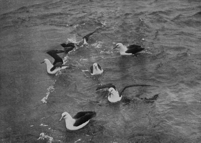 Albatrosse auf Nahrungssuche im Kielwasser der Terra Nova, ca. 1910-1913, 1913 von Herbert Ponting