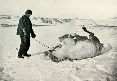 Cherry-Garrard gibt seinem Pony Michael eine Rolle im Schnee, ca. 1911, 1913 von Herbert Ponting