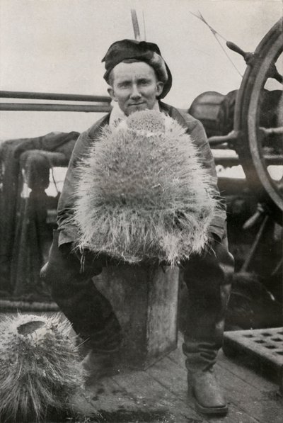 D. G. Lillie mit einigen der Kieselschwämme von Herbert Ponting