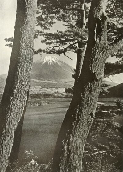 Fuji durch die Kiefern des Lake Motosu, 1910 von Herbert Ponting