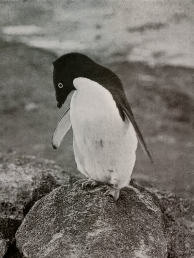 Es ist mir egal, was aus mir wird, um 1910-1913, 1913 von Herbert Ponting