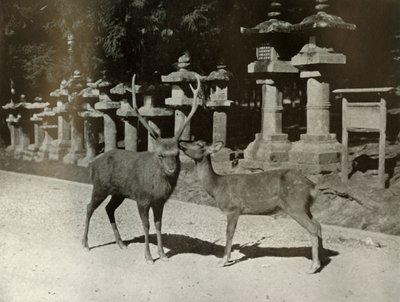 Mein Lieber! Eine Studie in Nara, 1910 von Herbert Ponting