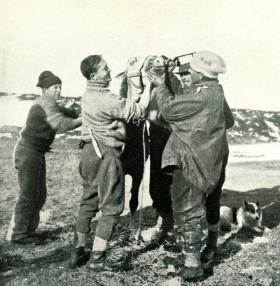 Pony trinkt Whisky, 8. Februar, 1911 von Herbert Ponting