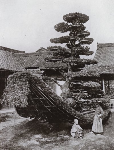Die Kiefer-Junk bei Kinkakuji von Herbert Ponting