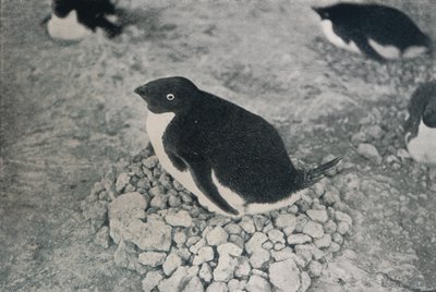 Dieser Pinguin hat einen fleißigen Partner, ca. 1911, 1913 von Herbert Ponting