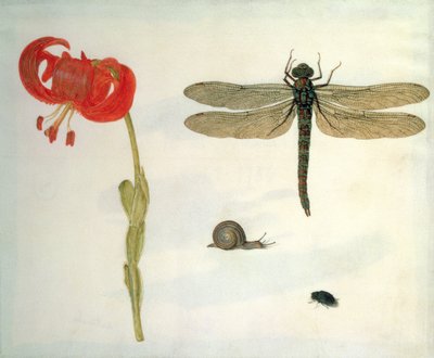 Studie einer roten Tigerlilie, einer Schnecke, eines Käfers und einer Libelle von Herman Henstenburgh
