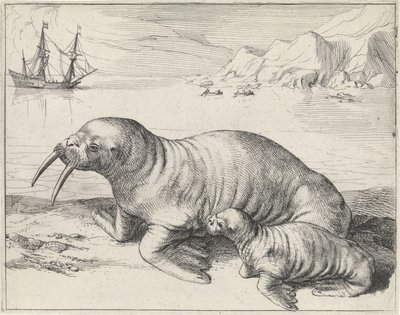 Walross bei Spitzbergen von Hessel Gerritsz
