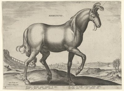 Pferd aus Armenien von Hieronymus Wierix