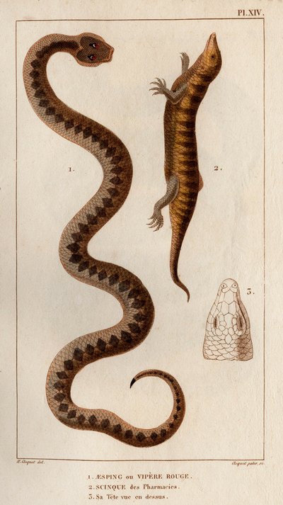 Aesping oder Rote Viper, Skink aus Apotheken, sein Kopf von oben gesehen. Fauna des Mdecins ou histoire des animaux et de leurs produits par Hippolyte Cloquet - Band 6 - 1825. von Hippolyte Cloquet
