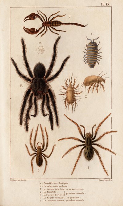 Amardille der Geschäfte, der Sascopte der Krätze, die Tarantel, die Araignée der Krätze, die Mygale, der Skorpion. aus „Fauna der Ärzte oder Geschichte der Tiere und ihrer Produkte von Hippolyte Cloquet“ - Band 6 - 1825 von Hippolyte Cloquet