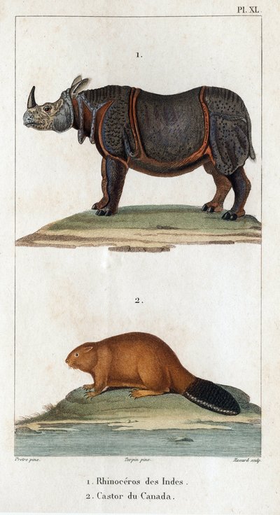 Indisches Nashorn und Kanadischer Biber. Fauna der Ärzte oder Geschichte der Tiere und ihrer Produkte von Hippolyte Cloquet - Band 6 - 1825 von Hippolyte Cloquet