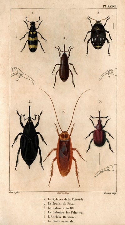 Die Mylabra der Chicorée, die Erbsenbruche, das Weizengitter, das Palmengitter, der Hitch Bacchus, die orientalische Schabe. Fauna der Ärzte oder Geschichte der Tiere und ihrer Produkte von Hippolyte Cloquet - Band 6 - 1825 von Hippolyte Cloquet