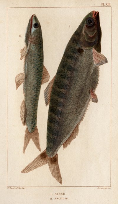 Schat und Sardellen. aus „Fauna der Ärzte oder Geschichte der Tiere und ihrer Produkte von Hippolyte Cloquet“ - Band 6 - 1825 von Hippolyte Cloquet