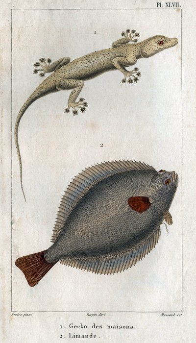 Der Hausgecko und die Limande. Tafel aus „Fauna der Physik oder Geschichte der Tiere und ihrer Produkte“ von Hippolyte Cloquet von Hippolyte Cloquet