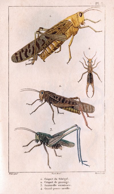 Die Senegal-Heuschrecke, Wanderheuschrecke, Heuschrecke, Große Ohrpiercer. Fauna der Ärzte oder Geschichte der Tiere und ihrer Produkte von Hippolyte Cloquet - Band 6 - 1825 von Hippolyte Cloquet