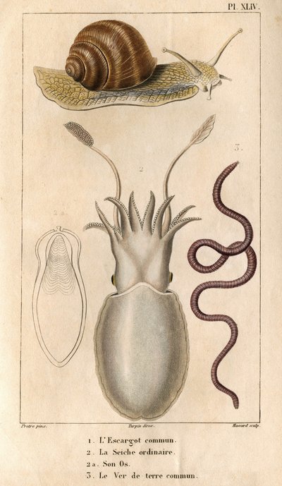 Die gemeine Schnecke, der gewöhnliche Tintenfisch, sein Knochen, der gemeine Regenwurm. in „Fauna der Docks oder Geschichte der Tiere und ihrer Produkte von Hippolyte Cloquet“ - Band 6 - 1825. von Hippolyte Cloquet