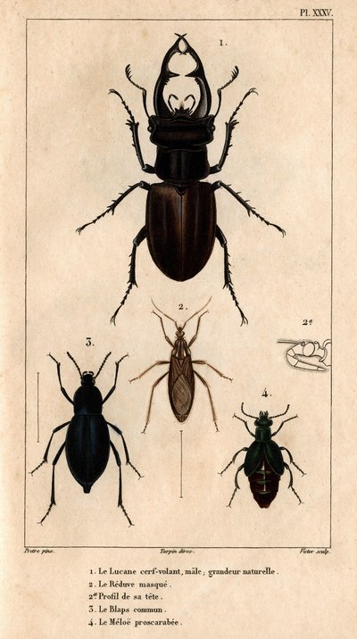 Der männliche Drachenflieger, natürliche Größe, die Reduve-Maske, die gemeine Blaps, der Proscarabeus Meloe in Fauna der Ärzte oder Geschichte der Tiere und ihrer Produkte von Hippolyte Cloquet - Band 6 - 1825 von Hippolyte Cloquet