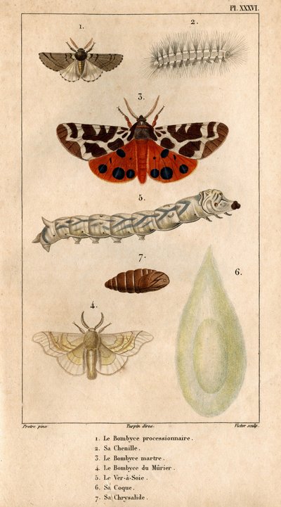 Die Prozessionsspinnerraupe, die Marderraupe, die Maulbeerspinnerraupe, der Seidenwurm, seine Hülle, seine Puppe. in „Fauna der Ärzte oder Geschichte der Tiere und ihrer Produkte von Hippolyte Cloquet“ von Hippolyte Cloquet