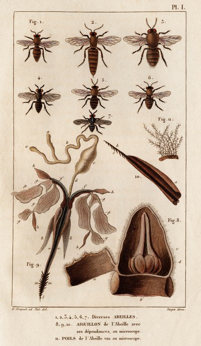 Verschiedene Bienen. aus „Fauna der Ärzte oder Geschichte der Tiere und ihrer Produkte von Hippolyte Cloquet“ - Band 6 - 1825 von Hippolyte Cloquet