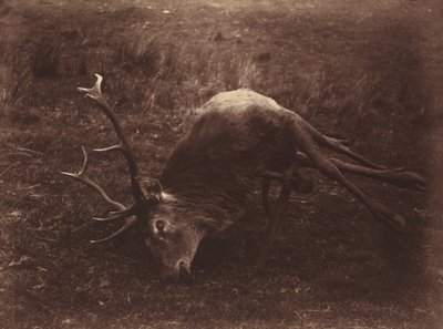 Toter Hirsch, 1857 von Horatio Ross