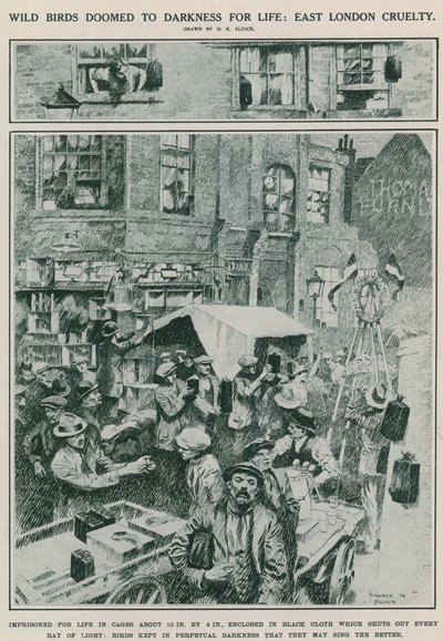 Wilde Vögel zum lebenslangen Dunkel verurteilt: Grausamkeit in Ost-London (Gravur) von Howard K. Elcock