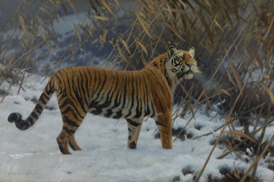 Ein Tiger im Schnee von Hugo Ungewitter