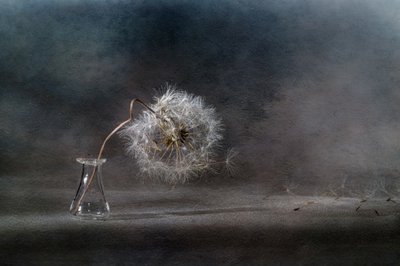 Treibende Löwenzahnsamen von Igor Kopcev