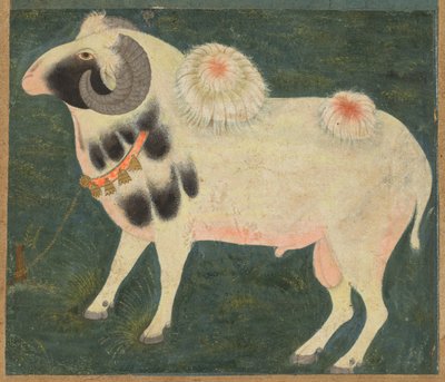 Ein königlicher Widder mit einer Goldkette, ca. 1585 von Indian School