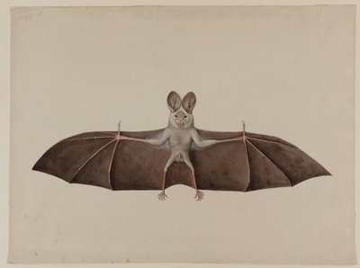 Asiatische Kleine Falsche Vampirfledermaus, ca. 1790 von Indian School