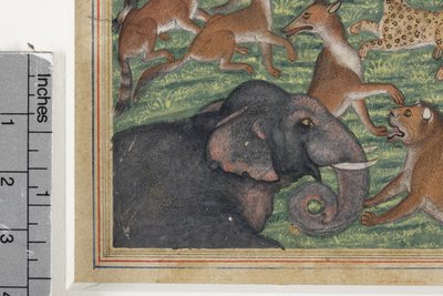 (Detail) Der Schakal, der sich selbst zum König erklärte, ca. 1560-65 von Indian School