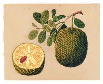 Durianfrucht und Laub, ca. 1815 von Indian School