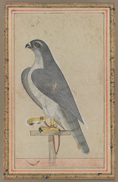 Falke, ca. 1770 von Indian School