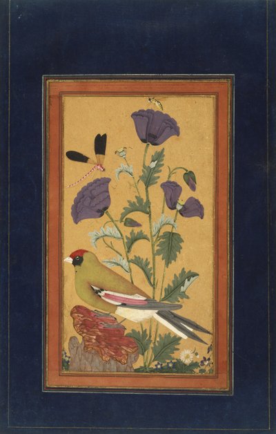 Fink, Mohnblumen, Libelle und Biene, 1650-70 von Indian School