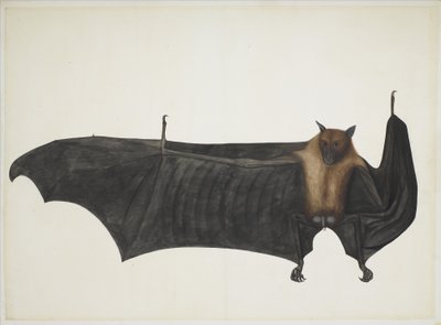 Große Indische Flughund, ca. 1777-82 von Indian School
