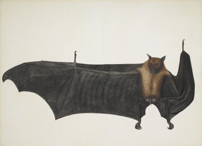 Indischer Flughund, auch bekannt als Großer Indischer Fruchtfledermaus von Indian School