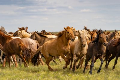 Eine Herde Pferde in der Wüste Gobi, Mongolei, 2018 (Foto) von Ira Block