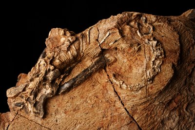 Ein unbekannter Dinosaurier am Institut für Wirbeltierpaläontologie und Paläoanthropologie in Xiaotangshan, Nord-Peking, China von Ira Block