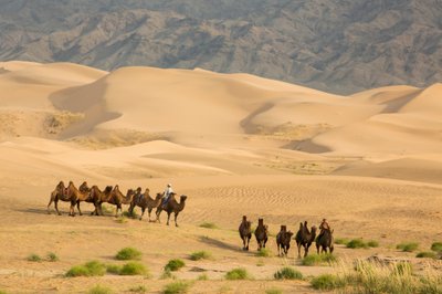 Karawane von Baktrischen Kamelen in der Süd-Gobi-Wüste, Mongolei, 2013 (Foto) von Ira Block