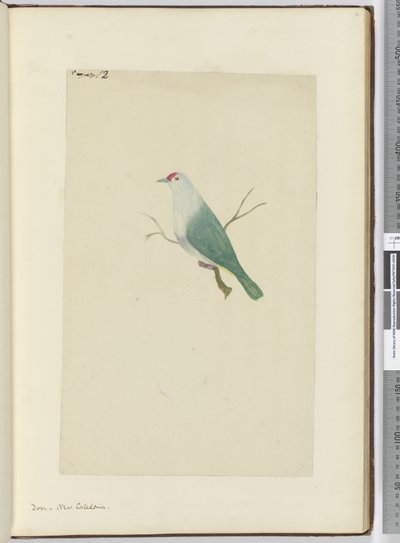 F.12 Taube, Neukaledonien, 1772-75 von Isaac Smith