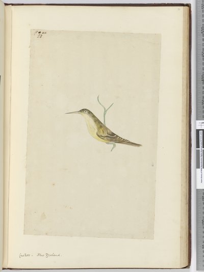 Kuckuck. Neuseeland, 1772-75 von Isaac Smith
