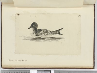 Pintado. Gesehen in hohen südlichen Breiten, 1772-75 von Isaac Smith