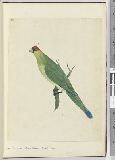 F.3 Grüner Sittich, Norfolk Island & Freundliche Inseln, 1772-75 von Isaac Smith