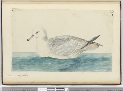 Antarktischer grauer Albatros, 1772-75 von Isaac Smith