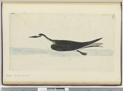 Noddy. Gesehen auf See in hohen südlichen Breiten, 1772-75 von Isaac Smith
